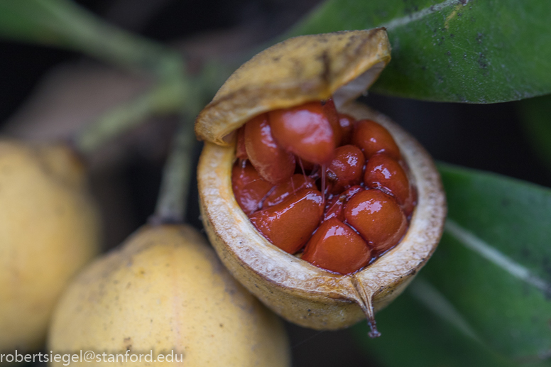 pittosporum